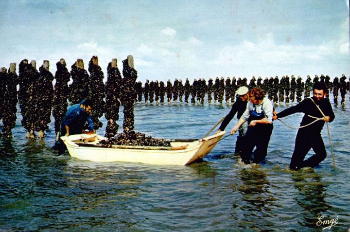 cherrueix_peche_cueillette des moules.jpg